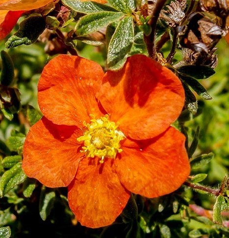 Саджанці перстачу купити або замовити в Україні