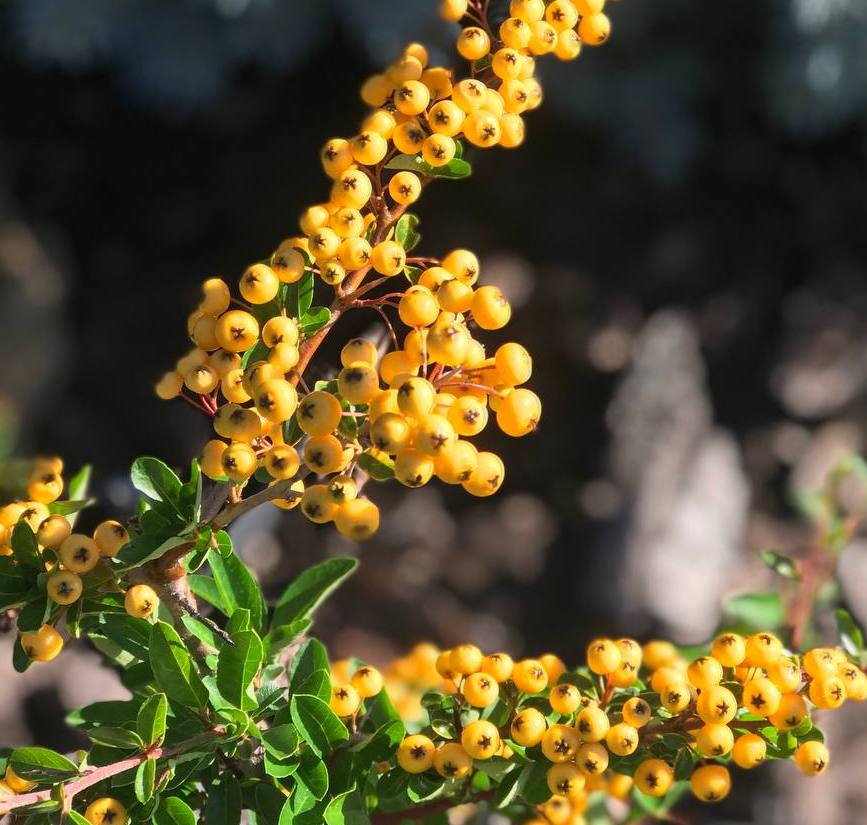 Саджанці піраканти купити або замовити в Україні