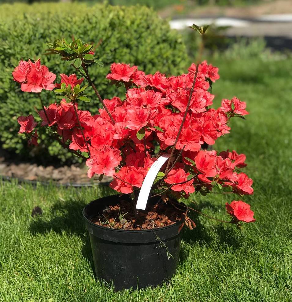 Саджанці азалії купити або замовити в Україні