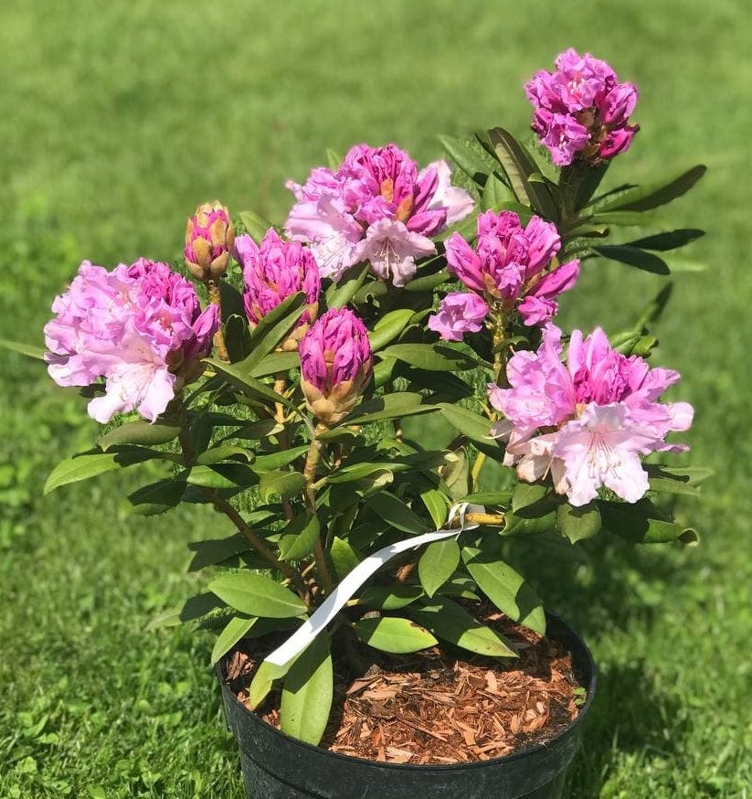 Саджанці рододендрону купити або замовити в Україні
