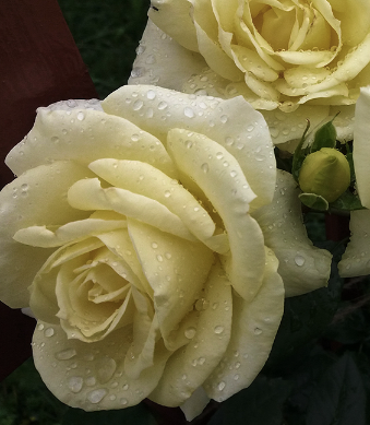 Саджанці троянди купити або замовити в Україні