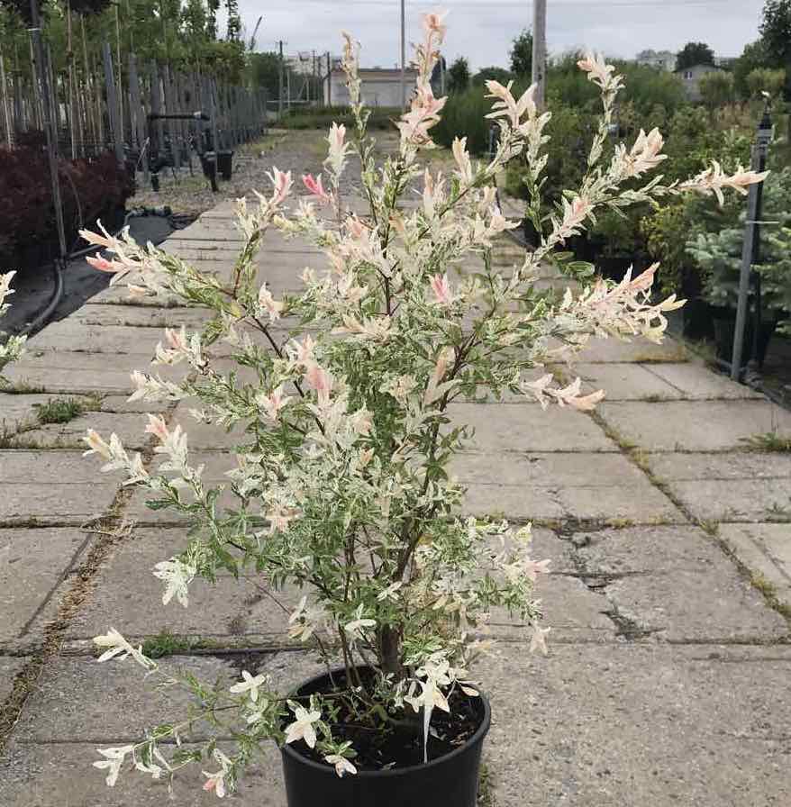 Саджанці верби купити або замовити в Україні