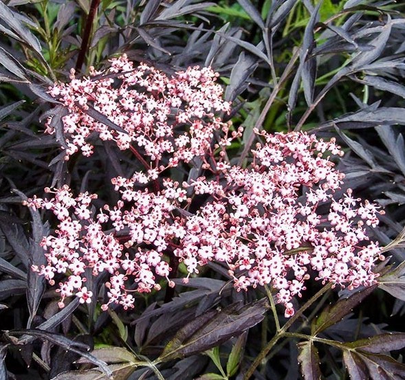 Саджанці бузини купити або замовити в Україні