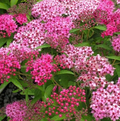 Саджанці спіреї купити або замовити в Україні