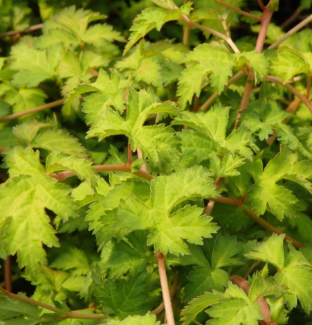 Саджанці стефанандри купити або замовити в Україні