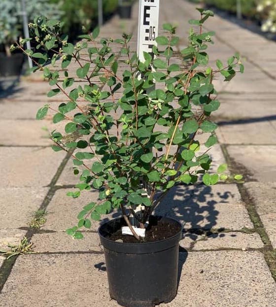 Саджанці сніжноягідника купити або замовити в Україні