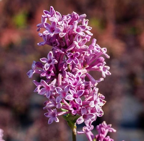 Саджанці бузку купити або замовити в Україні