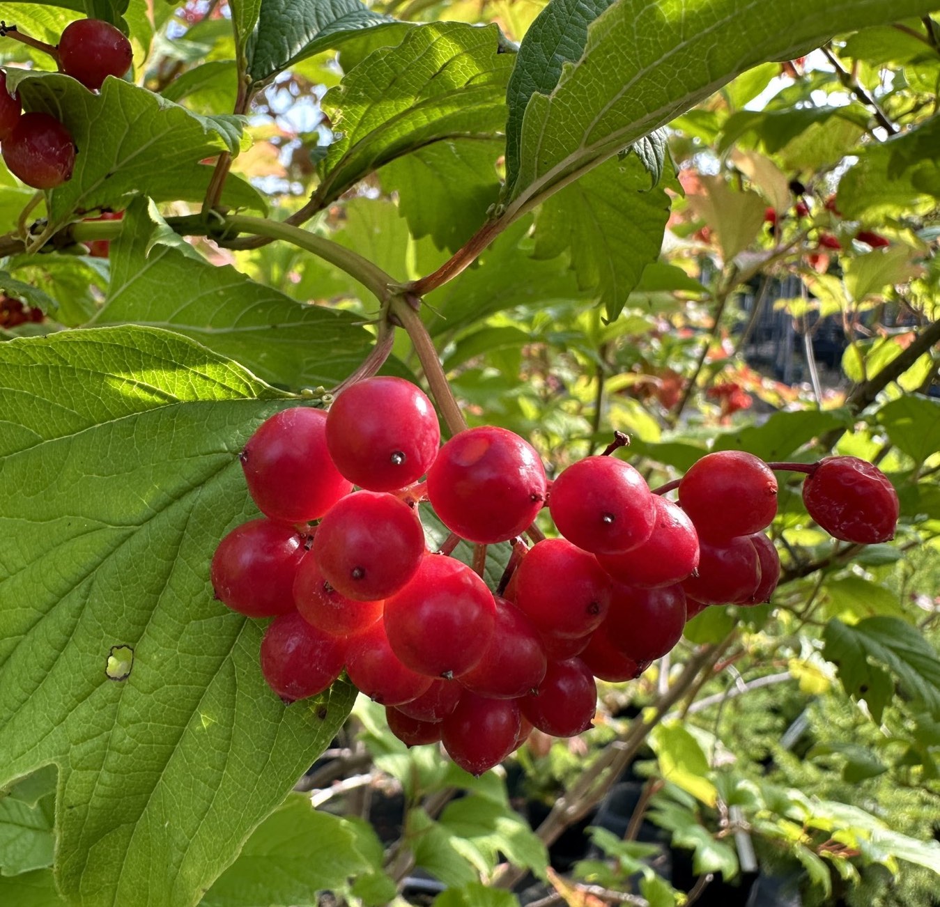 Саджанці калини купити або замовити в Україні