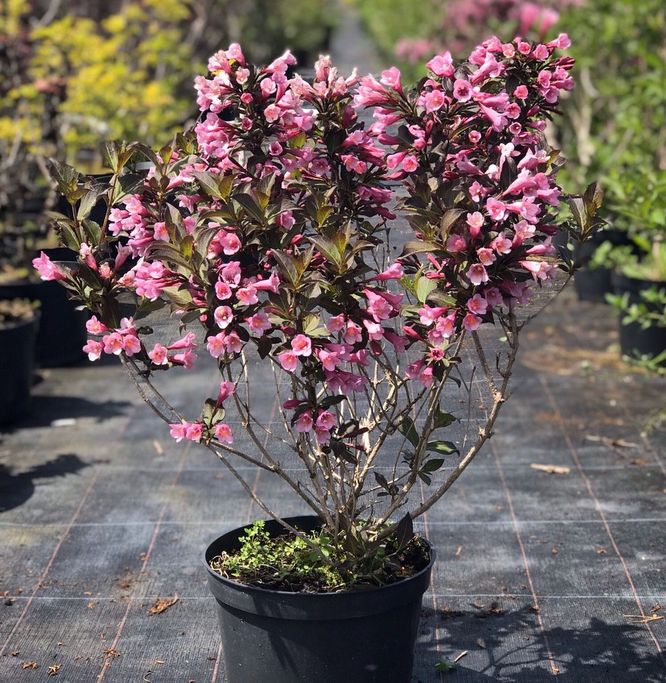 Саджанці вейгели купити або замовити в Україні