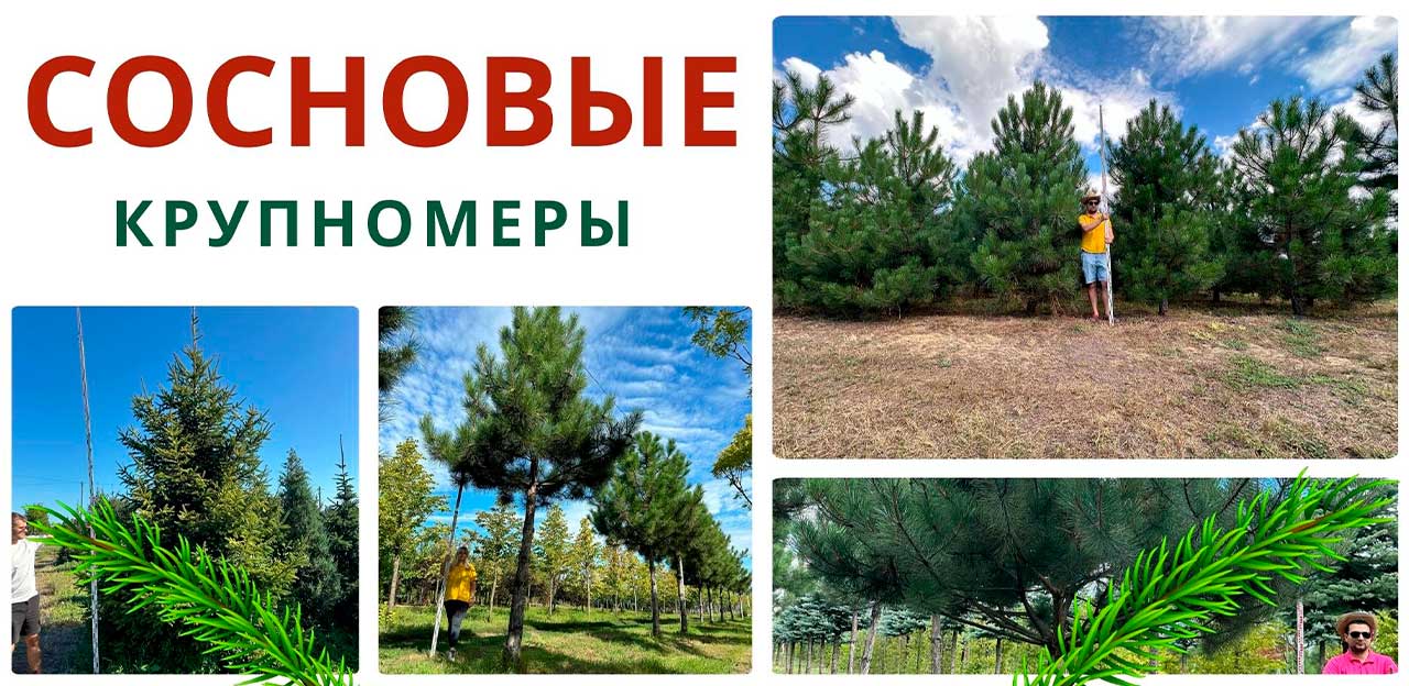 Купить взрослое хвойное дерево сосна крупномер с доставкой и посадкой